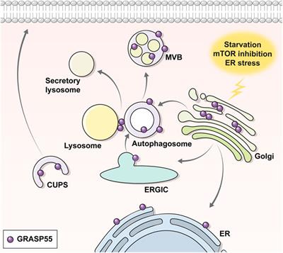 Frontiers | Autophagy-Related Pathways In Vesicular Unconventional ...